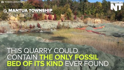 Fossil Bed In New Jersey Shows Signs Of Asteroid That Killed The Dinosaurs