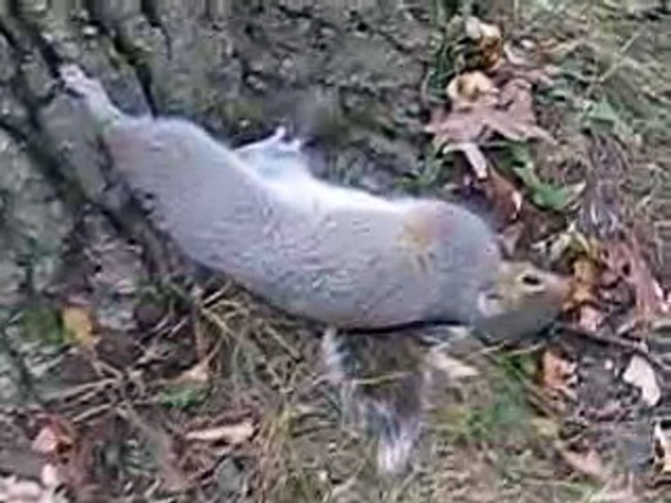 Пьяная белка