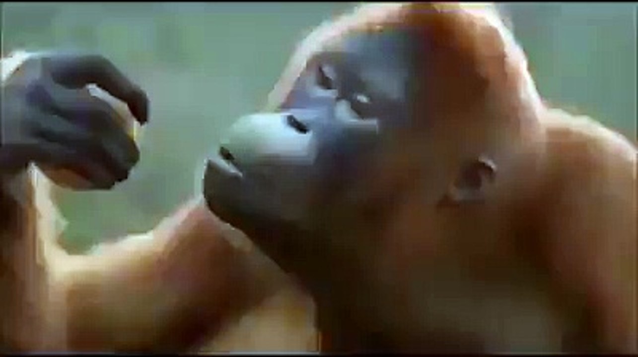 Very Funny Monkey Dance