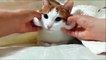 Cutest cat ever - Cheeks massage