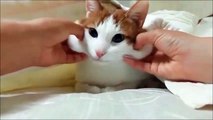 Ce chat adore se faire masser les joues! Adorable