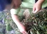 Une jardinière affamée trouve un nid d'oiseau... Et mange les oisillons!