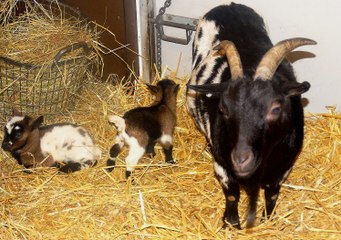 Kinderboerderij de Trotse Pauw 13 - Op kraamvisite / Spijkenisse 2016