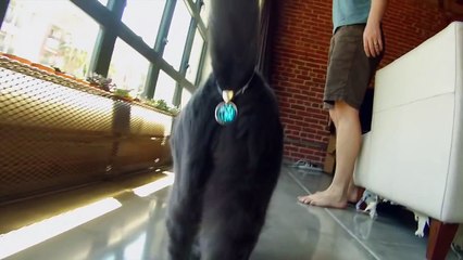 Criação de Nova Jóia Para Gatos Faz Furor Mundialmente!