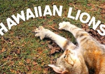 370 Cats Living the Life