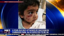 Boy Attacked By Raccoon While Walking To School, Neighbor Rushes To Help