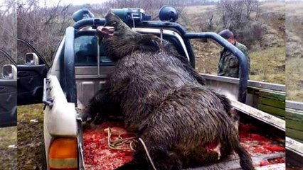 BIGGEST WILD BOAR HUNT