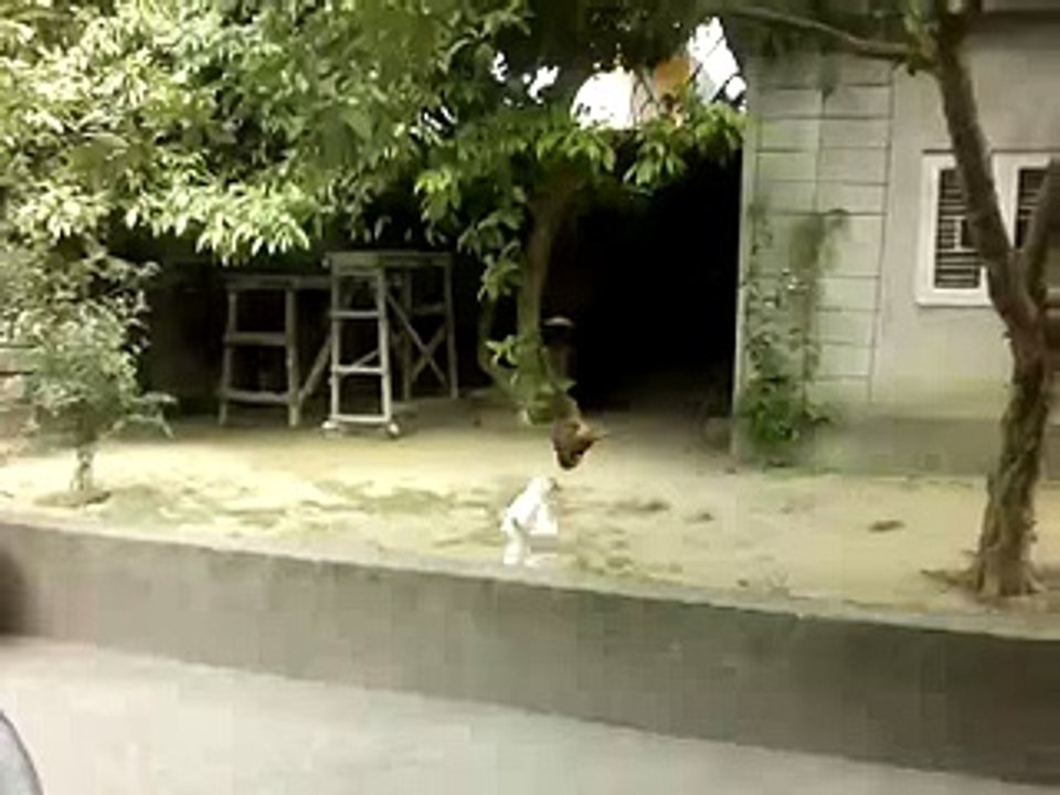 Cat and monkey playing -