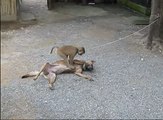 Que mono molesto - monkey vs dog-