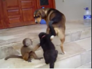 babies monkeyes vs dog-