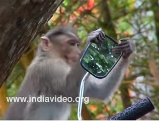 Monkey Troupe In Action - Destroying Everything In Its Path -