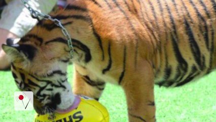 Tiger attack at famous 'Crocodile Hunter' Zoo