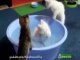 Funny Cats Like Bath - Cat Lovers