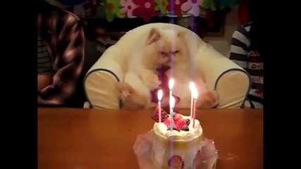 Funny, Cute Cats and Kittens Compilation!