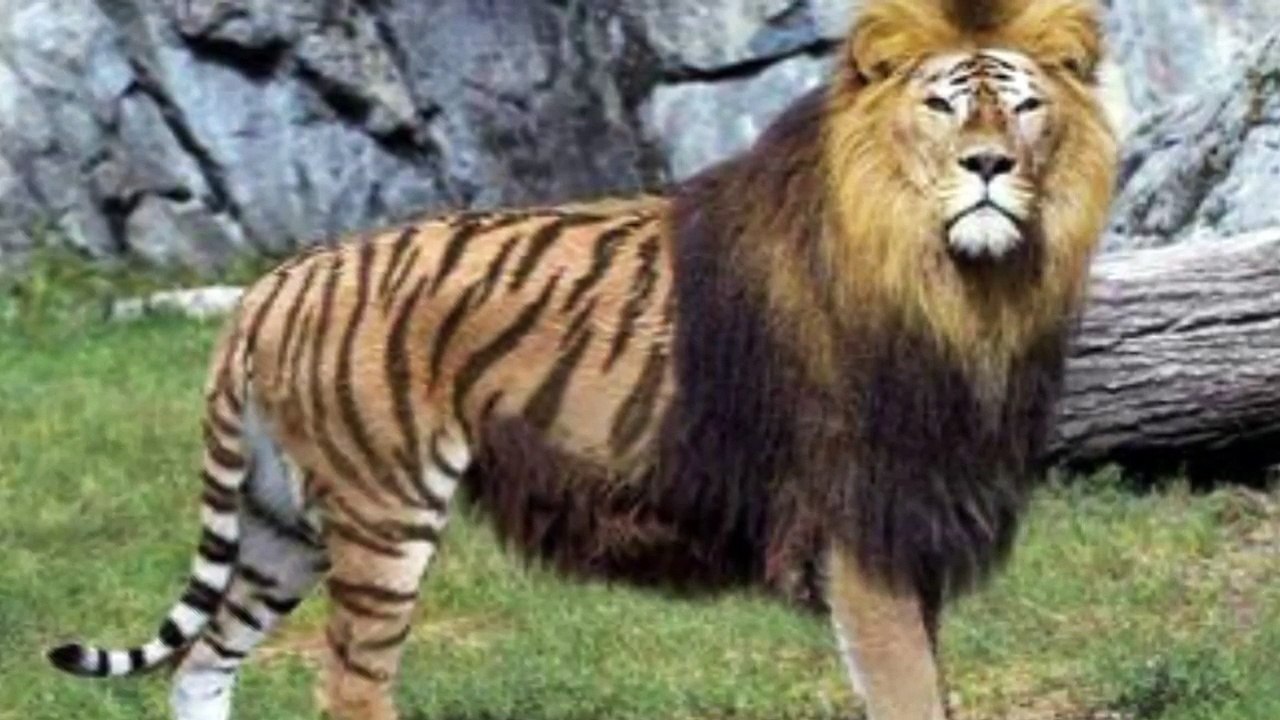 20 Bizarre Hybrid Animal You Won’t Believe Actually Exist