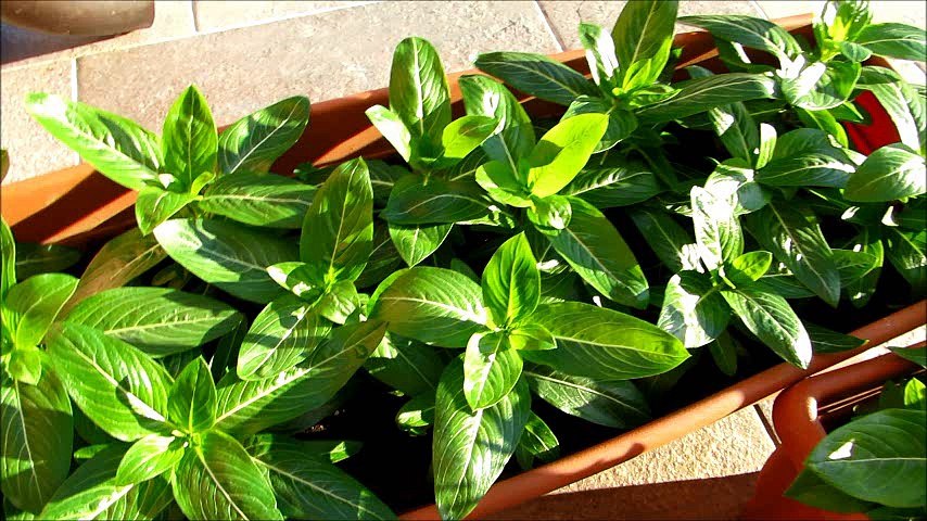 Balcony flowers for FREE