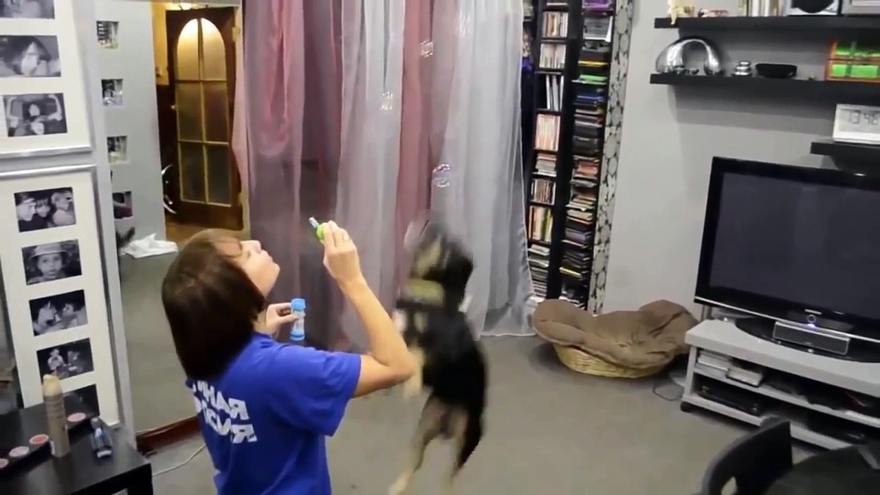 Ultimate funny dog videos compilation 2016 #2