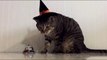 Cat rings bell to go trick-or-treating because cats are in charge of us