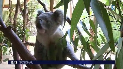 Un laboratoire français au secours des koalas australiens