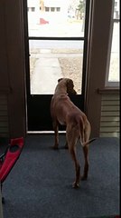 Lion Hunting Dog Intimidated by Cat