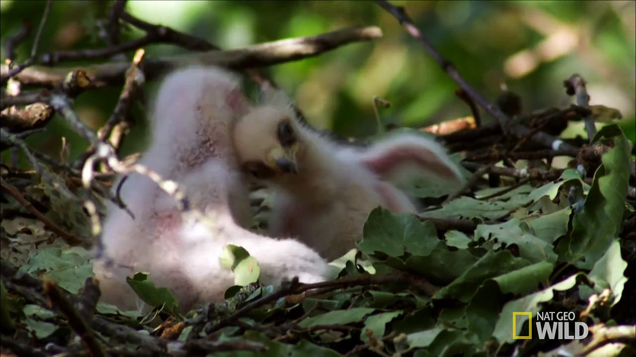 Bird Cams - Sibling Rivalry