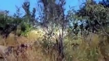 Lion Hunting Warthog Animal Attacks Warthog Attack Male Lion