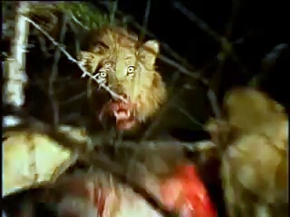 Eight Male Lions Hunt Buffalo