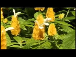 Tadako Maya | Subas Loktam Limbu, Lila Rai | Denisha Records