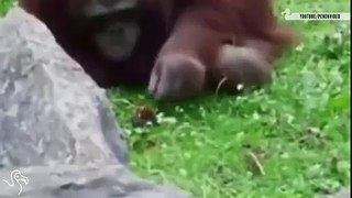 Animales rescatando otros animales - Videos Sorprendentes