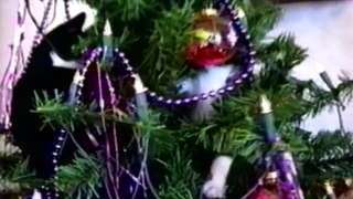 Los gatos y la navidad jaja - Videos Sorprendentes