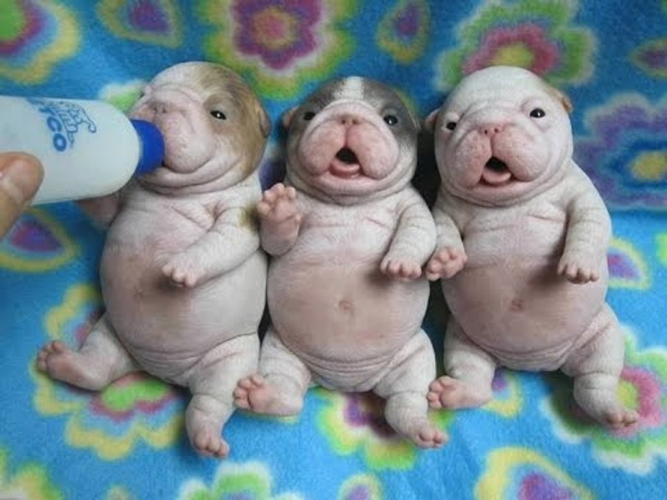 FUNNY DOG VIDEOS