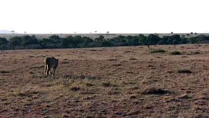 Kenya sept 09 - Masaï Mara - Male lion hunting