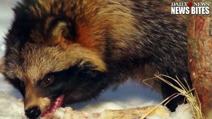 New Jersey Boy Survives Vicious Raccoon Attack Thanks to Neighbor