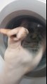 Funny Cat vs Washing Machine