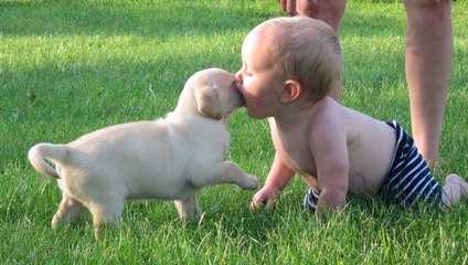 Funny Puppies and Babies Playing Together Videos