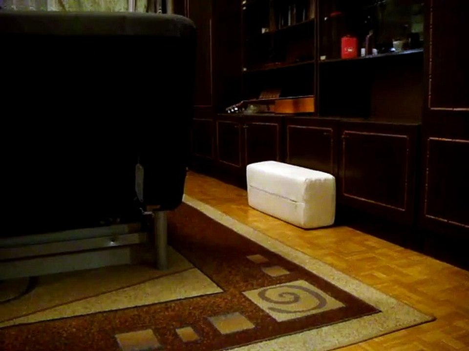 Funny cat Timka wanna be a dog