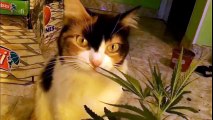 Cannabis Cat - Gatita Marihuana (Funny Cat Video!)