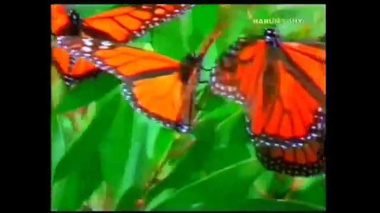 KELEBEKLER Videosu
