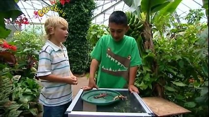 Green Balloon Club - Ant's Bug Files: Creatures That Make You Squirm