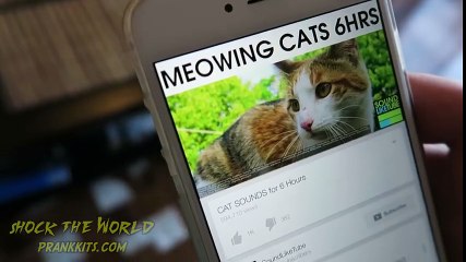 FUNNY CAT MEOW PRANK! - HOW TO PRANK