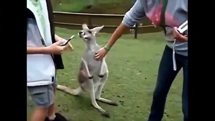 animal funny | Best Funny Animals Doing Stupid Things 2014 | animal funny