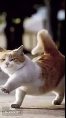 【Funny Animals】となりのトトロ さんぽ～歩こう歩こう～【癒し系おしゃべりペット】