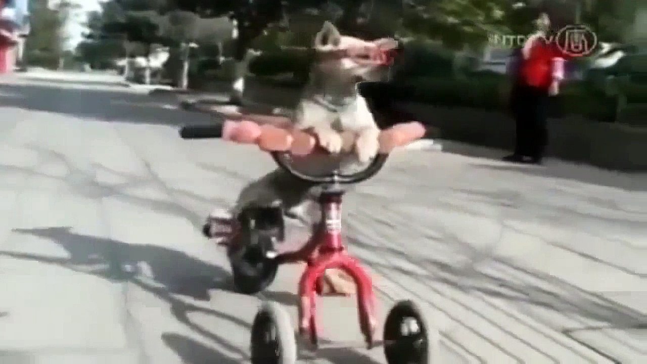 FUNNY ANIMALS COMPILATION