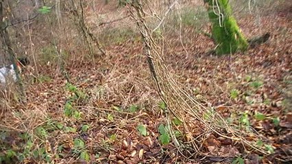 Arrêt Icare +3 patrons