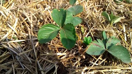 Сажаем клубнику осенью (How to Grow Strawberries_ Planting a Strawberry)