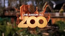 Naissance de tamarins lions, perroquet et chouette - Ep23 S4 - #SaisonAuZoo
