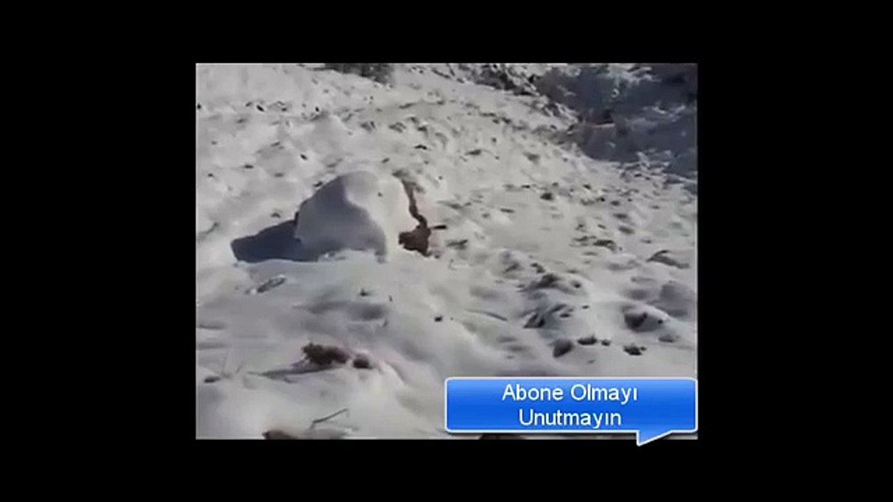 Süper Tavşan Avı Mutlaka İzleyin Hare Hunting 2016 (Funny Videos 720p)
