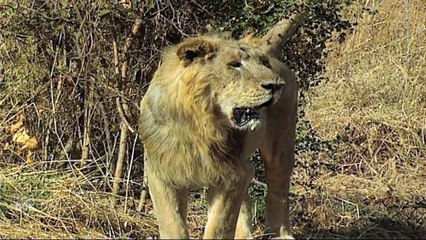 Siberian Tiger Project   The Tiger War