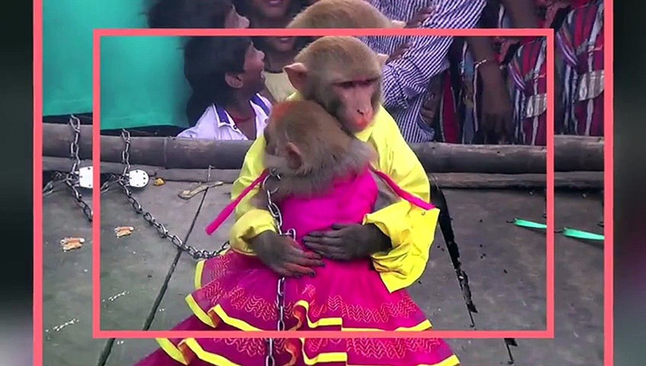 MONKEYS Get Married In India Weird Asia