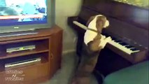 Questo cane suona il piano, incredibile.